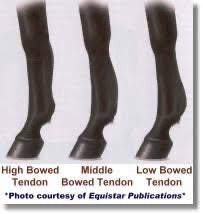 How can I tell my horse has an injured tendon?